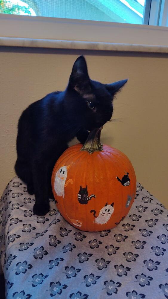 Enlarge Mira, a Adoptable Domestic Short Hair in DELTONA, FL image 1/6