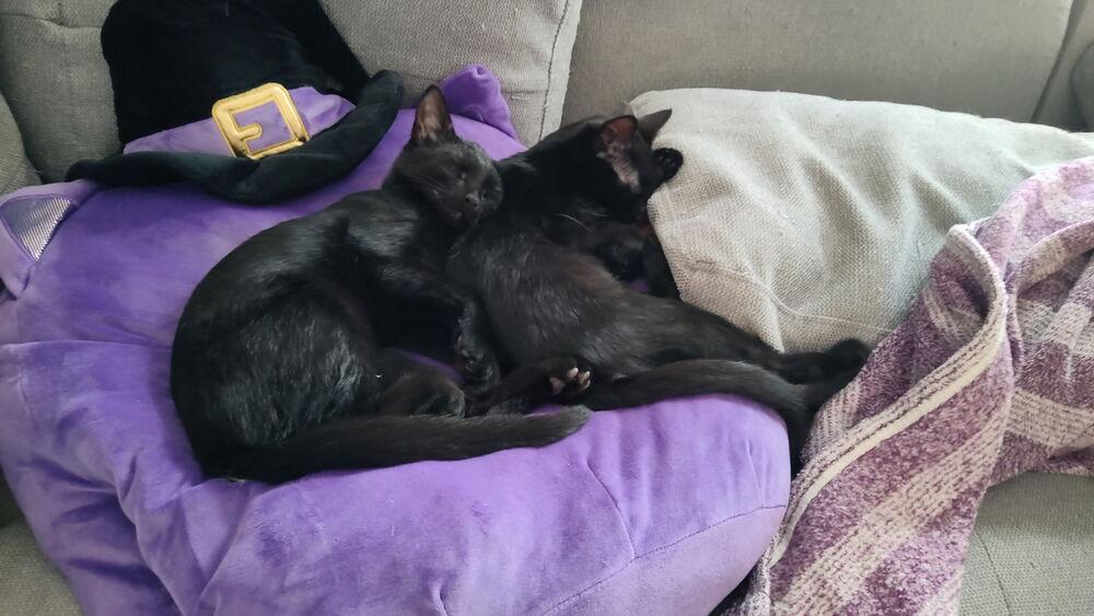 Enlarge Mira, a Adoptable Domestic Short Hair in DELTONA, FL image 2/6