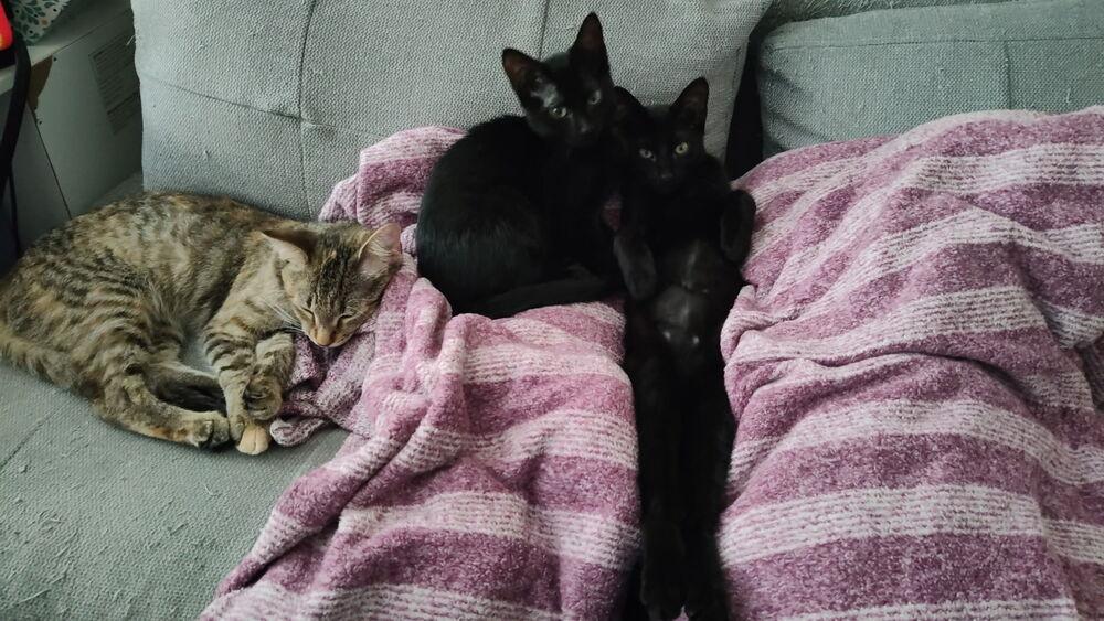 Enlarge Mira, a Adoptable Domestic Short Hair in DELTONA, FL image 4/6