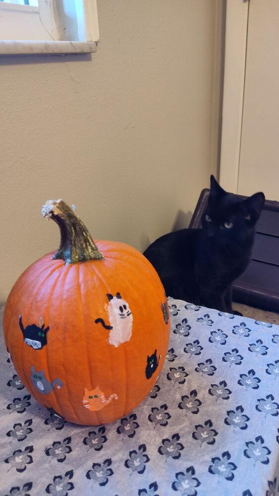 Enlarge Mira, a Adoptable Domestic Short Hair in DELTONA, FL image 5/6