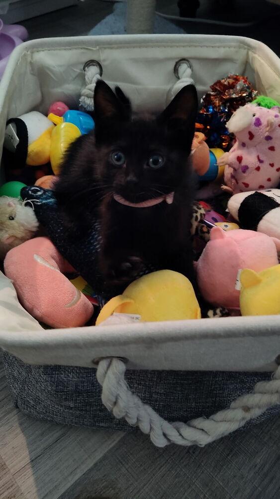 Enlarge Mira, a Adoptable Domestic Short Hair in DELTONA, FL image 6/6