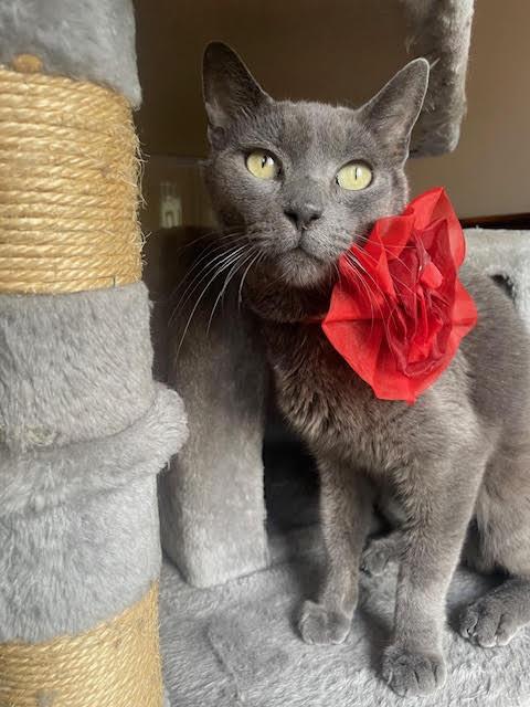 Meredith