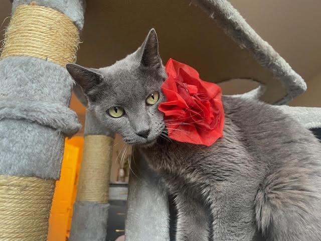 Meredith