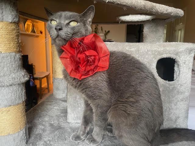 Meredith