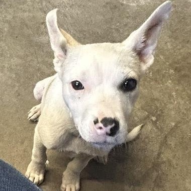 Speck, Adopted, Puppy Male Terrier.