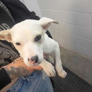 Enlarge Speck, a Adopted mixed breed in Rapid City, SD image 2/2