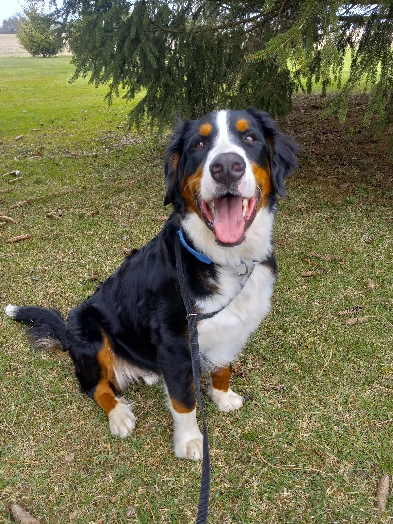 Bear, Adopted, Puppy Male Bernese Mountain Dog.