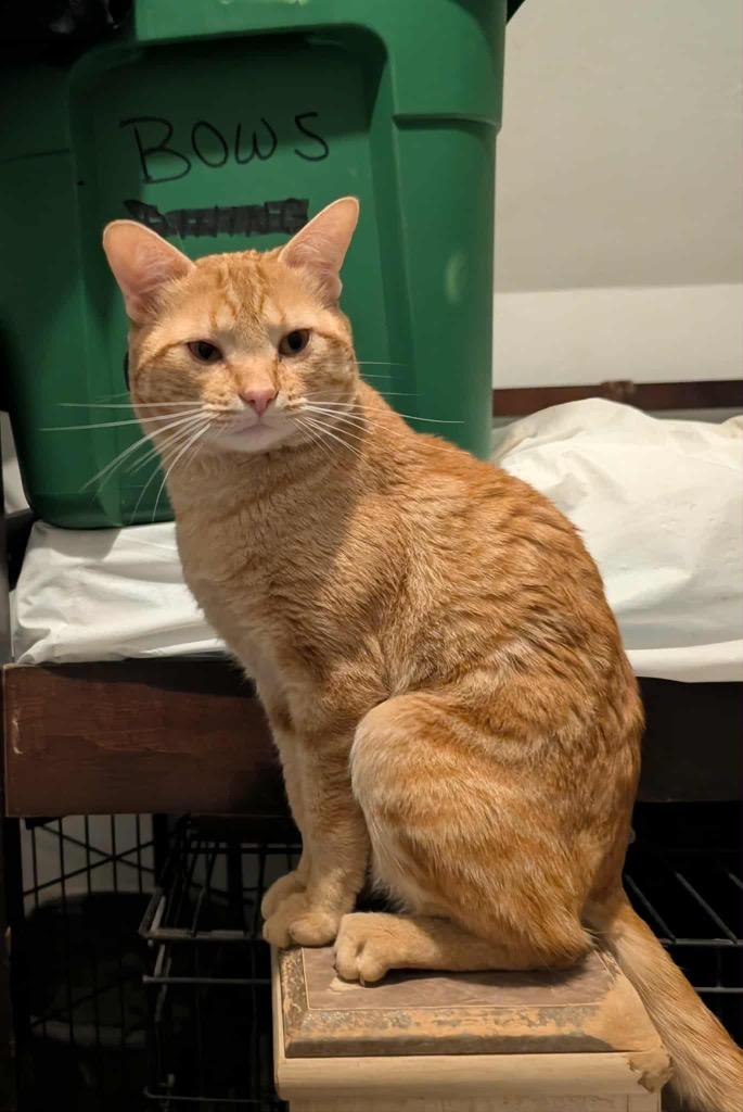 Enlarge Dewey, a Adoptable Tabby in Grand Junction, CO image 2/2