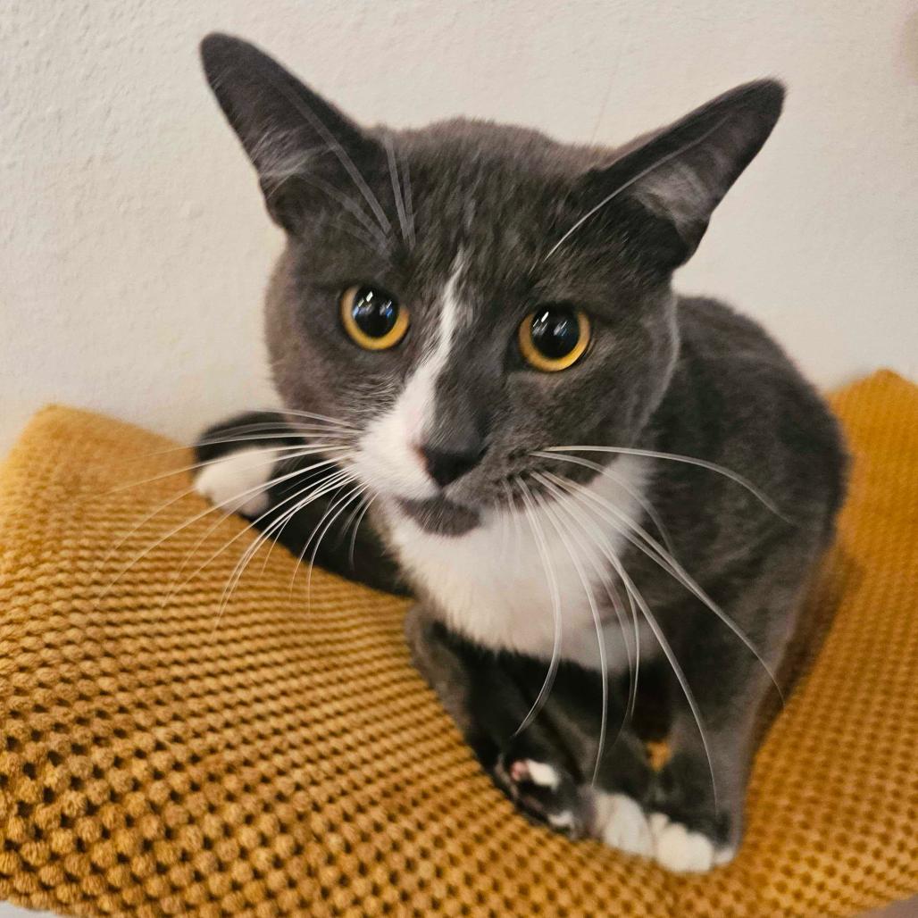 Mittens, Adoptable, Adult Male Domestic Short Hair.