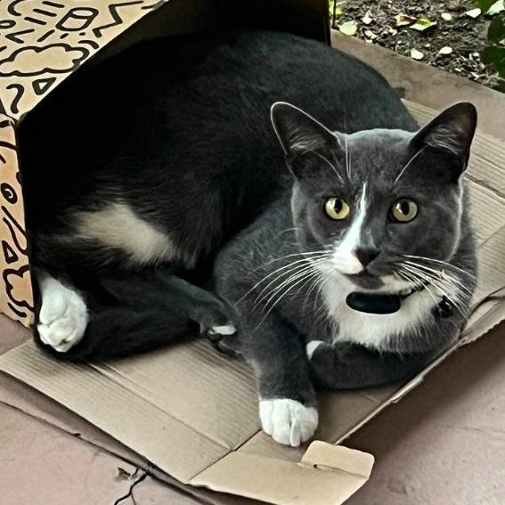 Enlarge Mittens, a Adoptable Domestic Short Hair in Costa Mesa, CA image 1/3