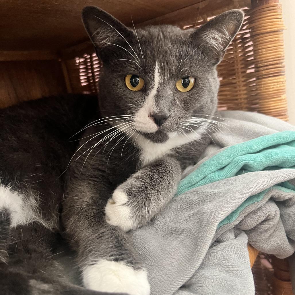 Enlarge Mittens, a Adoptable Domestic Short Hair in Costa Mesa, CA image 2/3