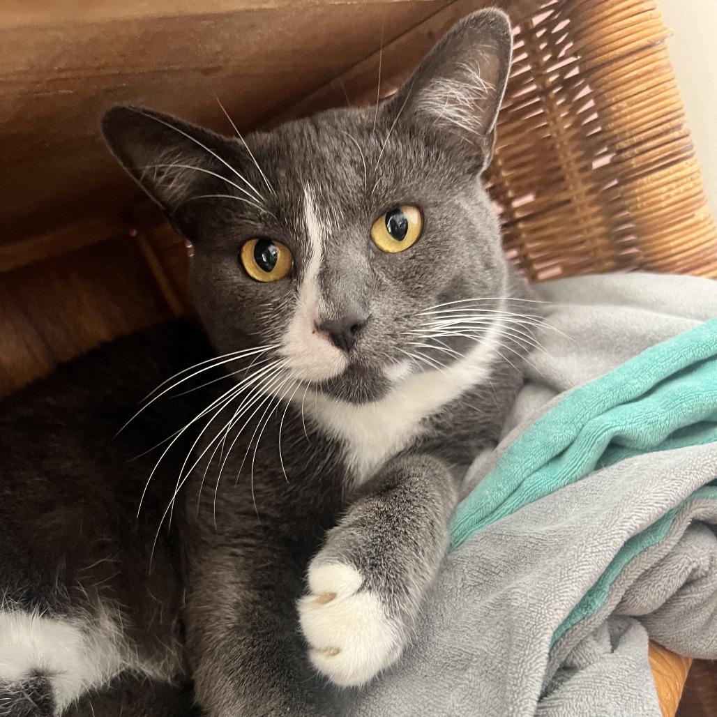 Enlarge Mittens, a Adoptable Domestic Short Hair in Costa Mesa, CA image 3/3