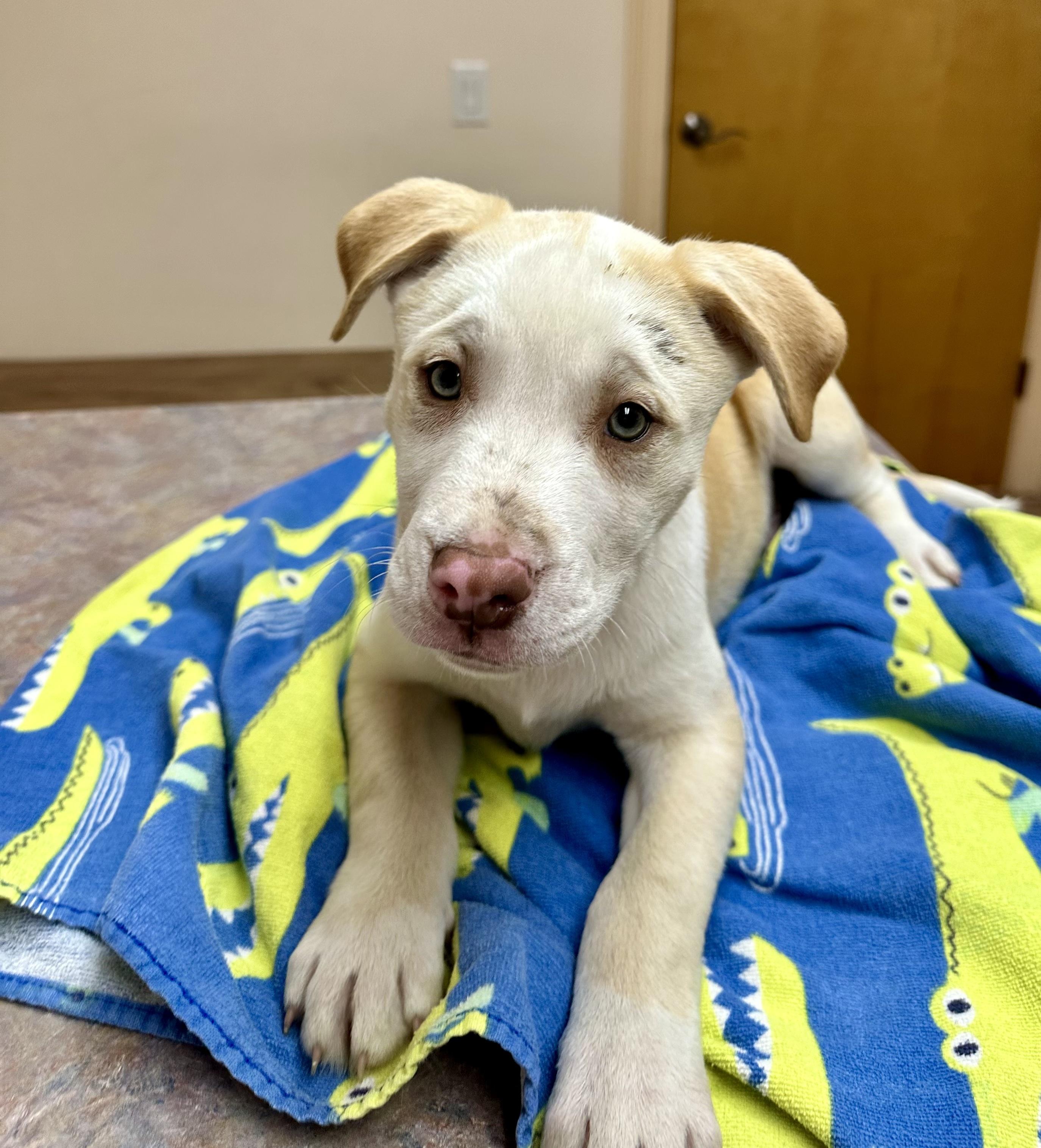 Pooh, Adoptable, Puppy Male Pit Bull Terrier & Siberian Husky.