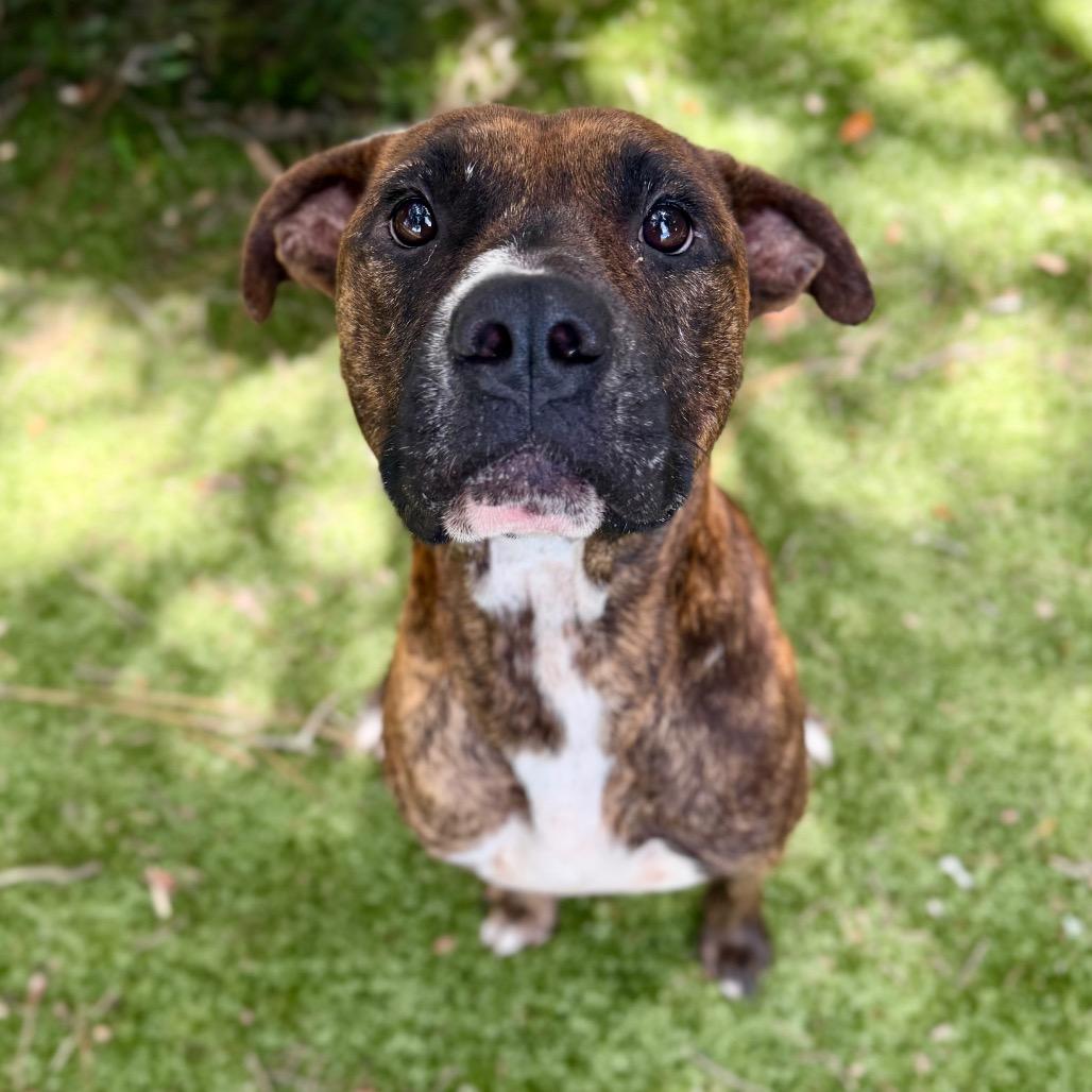 Gizmo, Adoptable, Adult Male Mixed Breed.