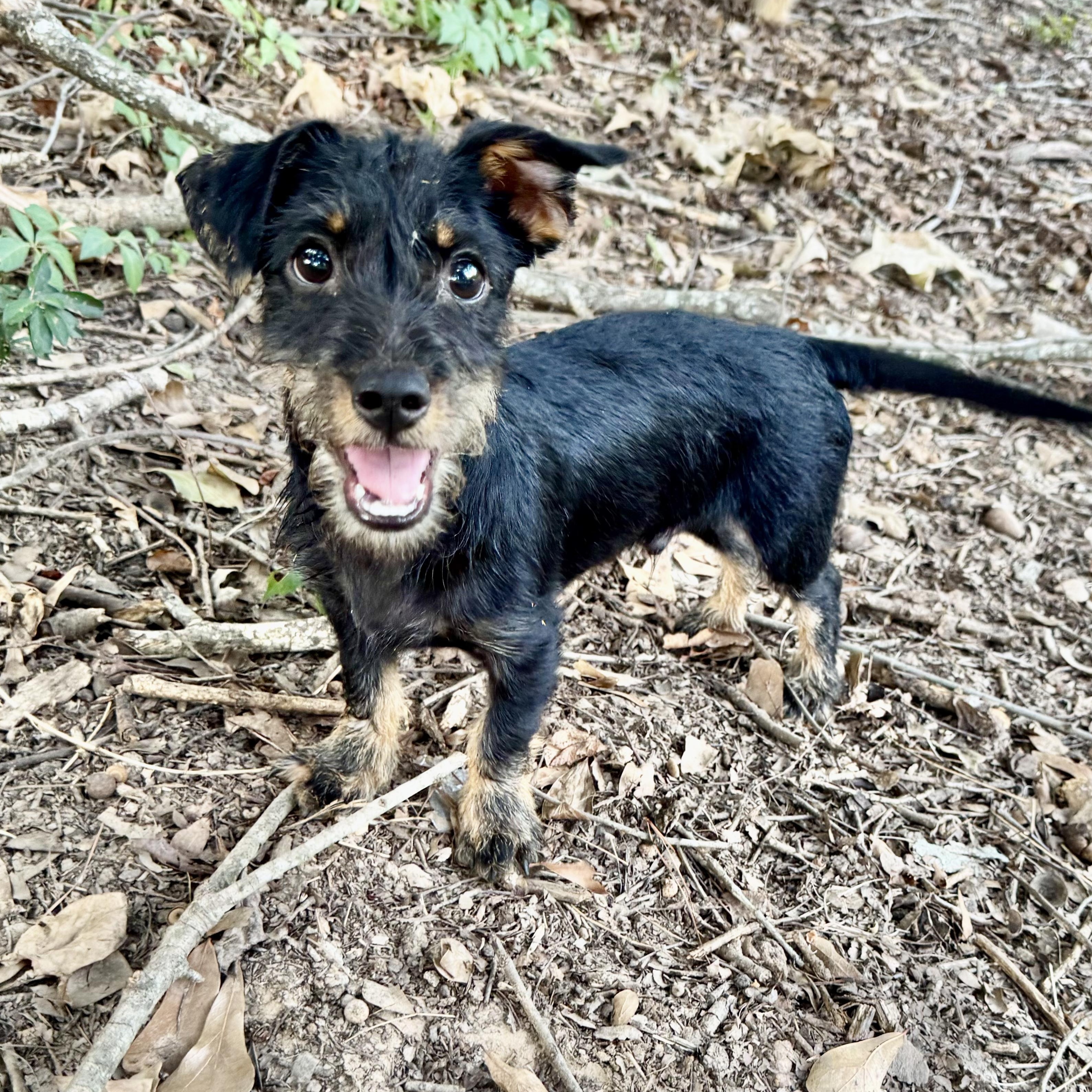Jack, Adopted, Young Male Wirehaired Dachshund.