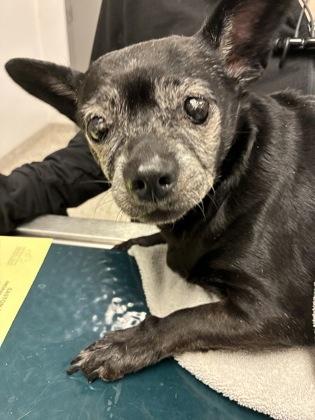 Enlarge Pepper, a Adoptable mixed breed in Gastonia, NC image 1/2