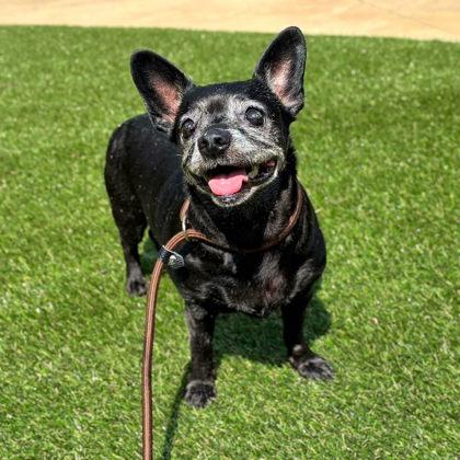 Enlarge Pepper, a Adoptable mixed breed in Gastonia, NC image 2/2