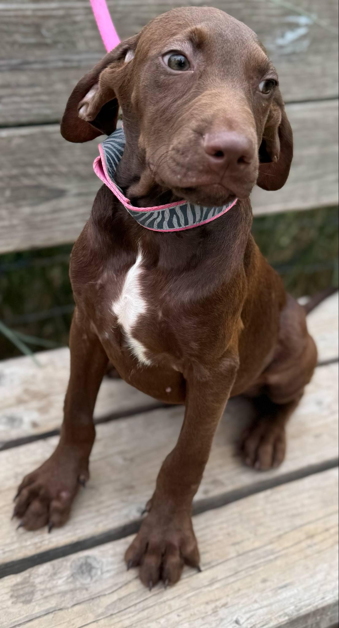 Bruce, Adoptable, Puppy Male Labradoodle & Weimaraner.