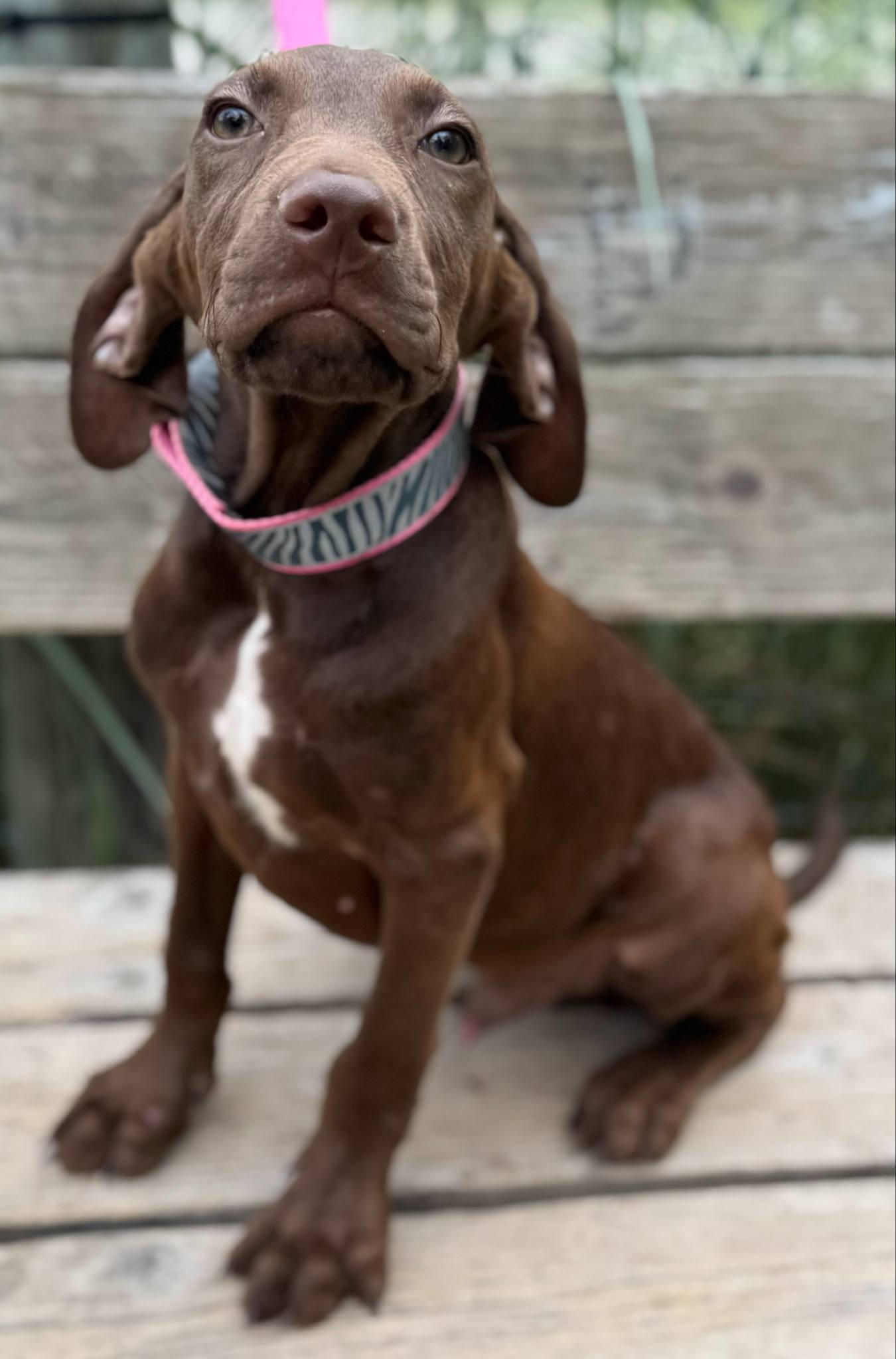 Bruce, a Adoptable mixed breed in Parsippany, NJ image 2/4