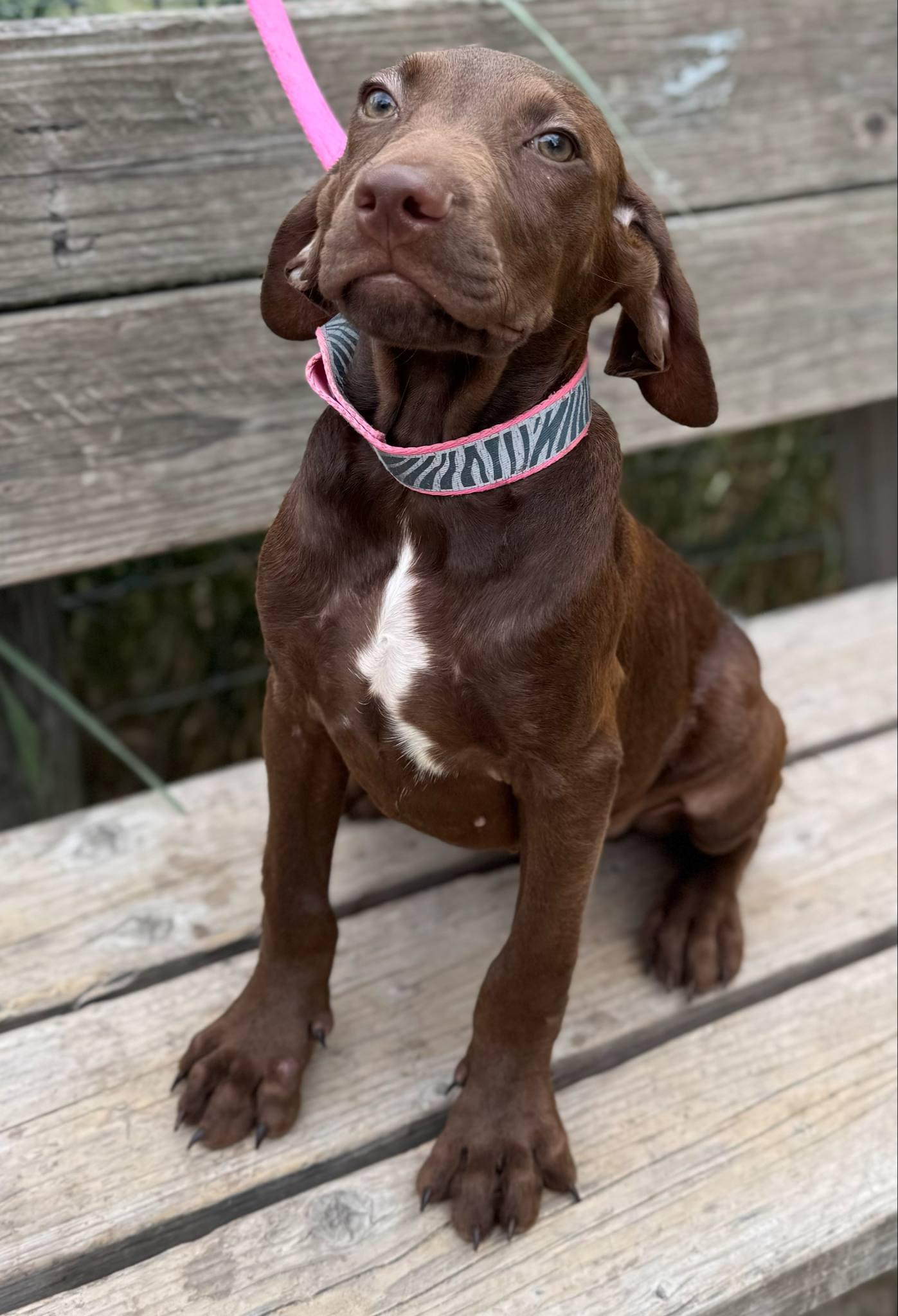 Bruce, a Adoptable mixed breed in Parsippany, NJ image 3/4