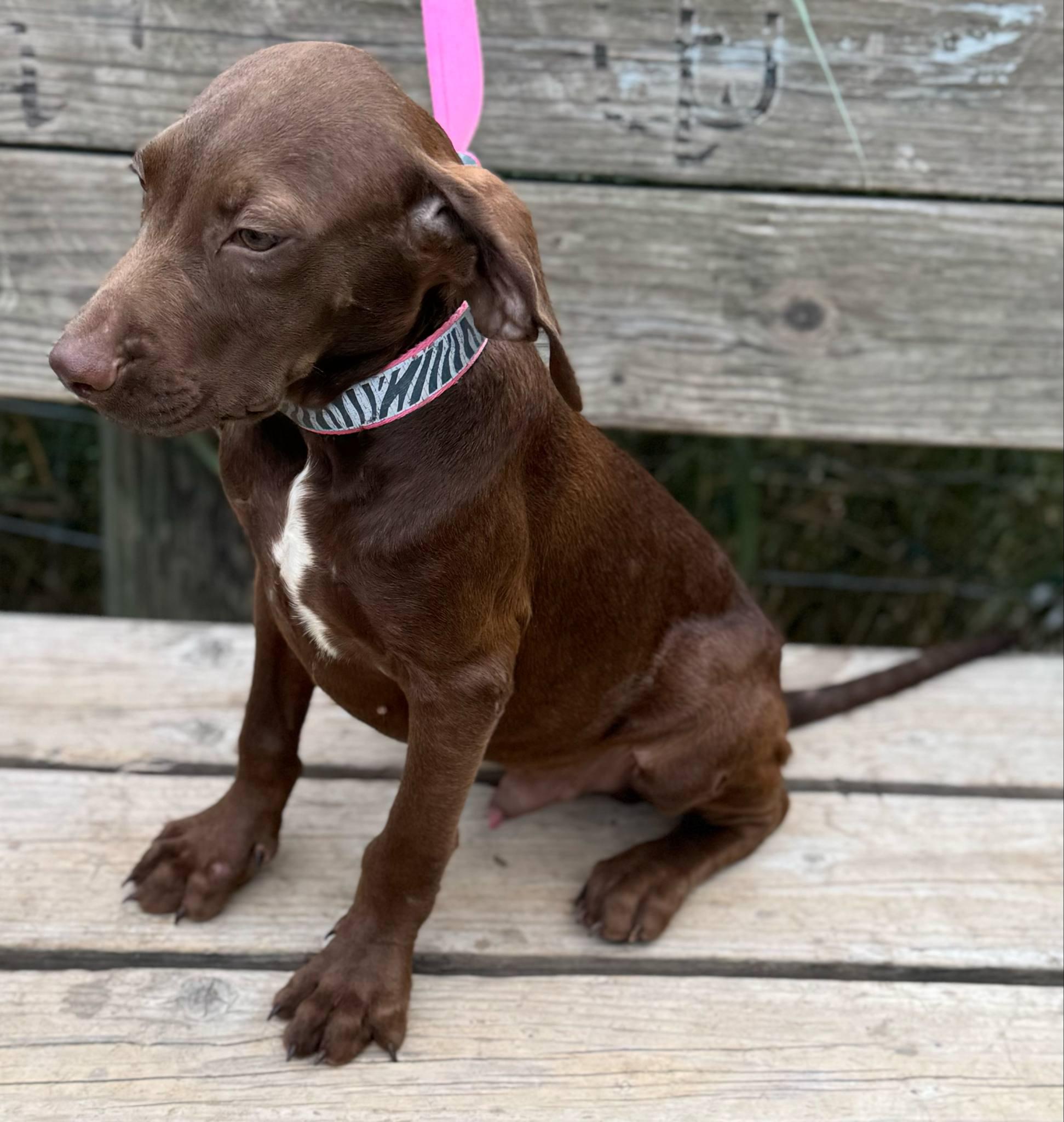 Bruce, a Adoptable mixed breed in Parsippany, NJ image 4/4