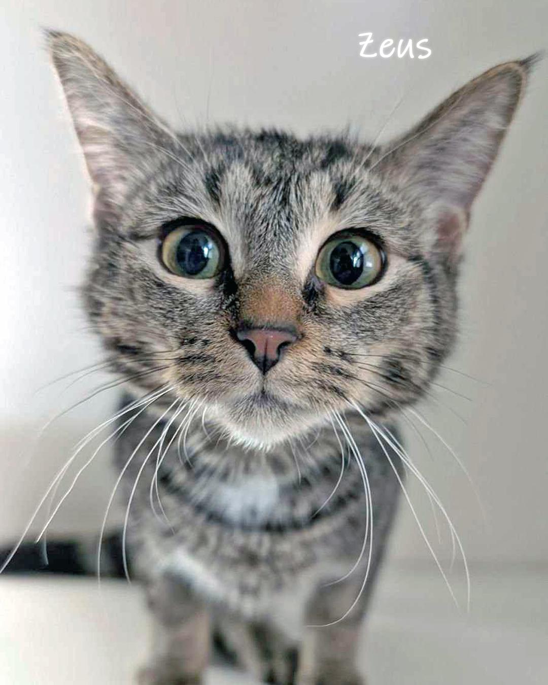 Enlarge Zeus, a Adoptable Domestic Short Hair in Chicago, IL image 3/5