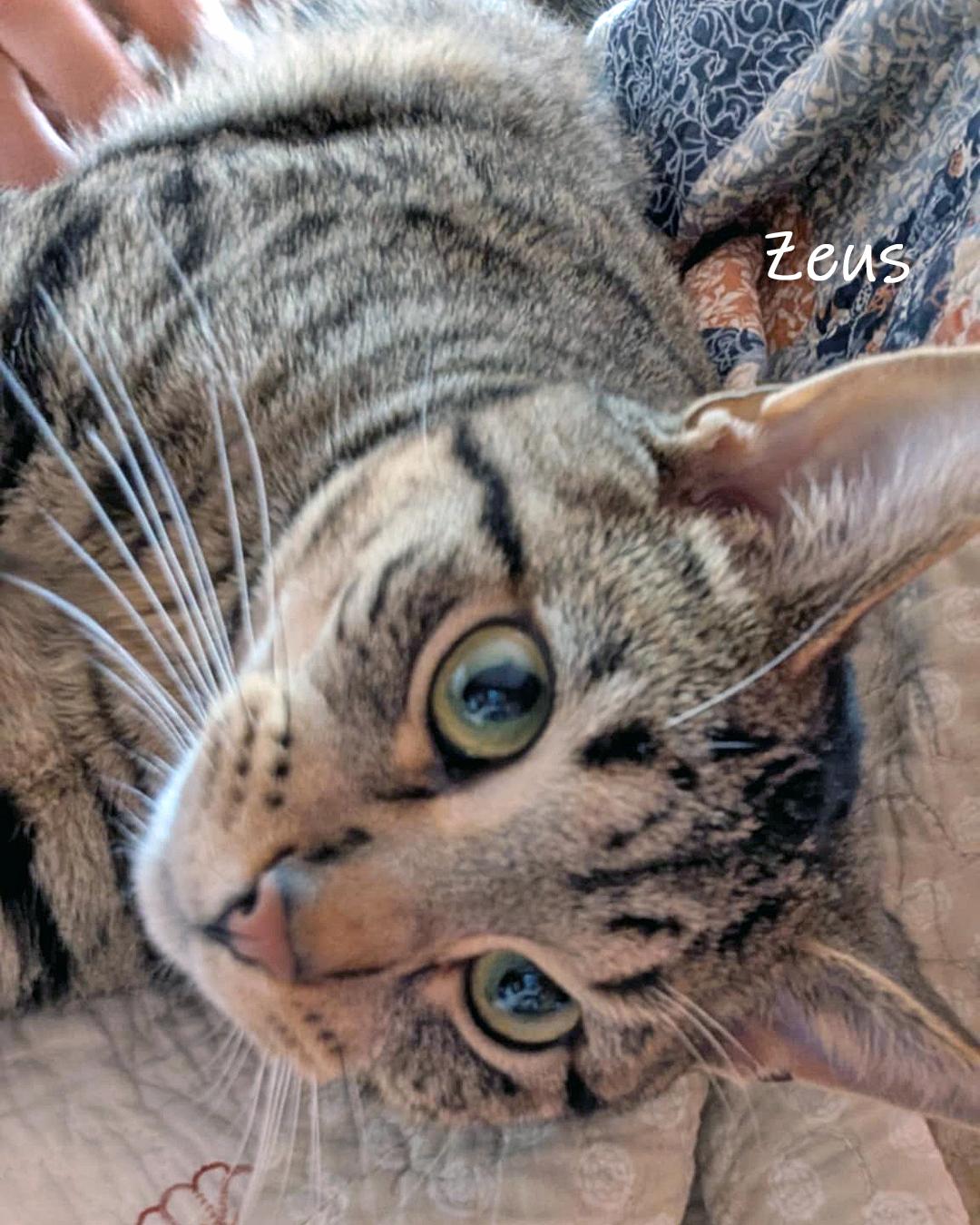 Enlarge Zeus, a Adoptable Domestic Short Hair in Chicago, IL image 1/5