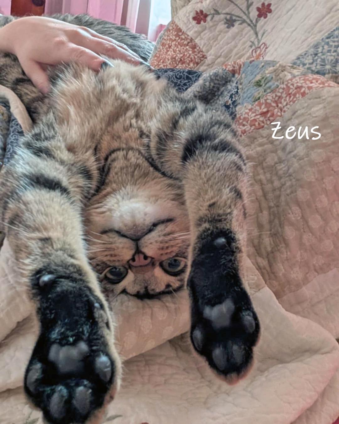 Enlarge Zeus, a Adoptable Domestic Short Hair in Chicago, IL image 2/5