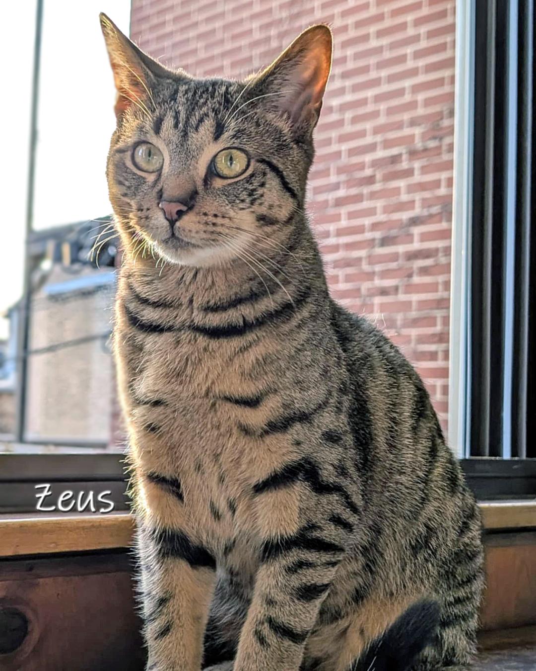 Enlarge Zeus, a Adoptable Domestic Short Hair in Chicago, IL image 4/5