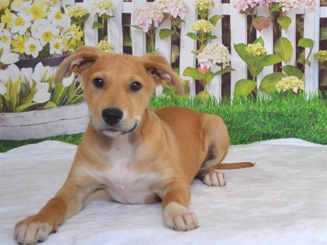 LOLA, Adoptable, Puppy Female German Shepherd Dog & Mixed Breed.