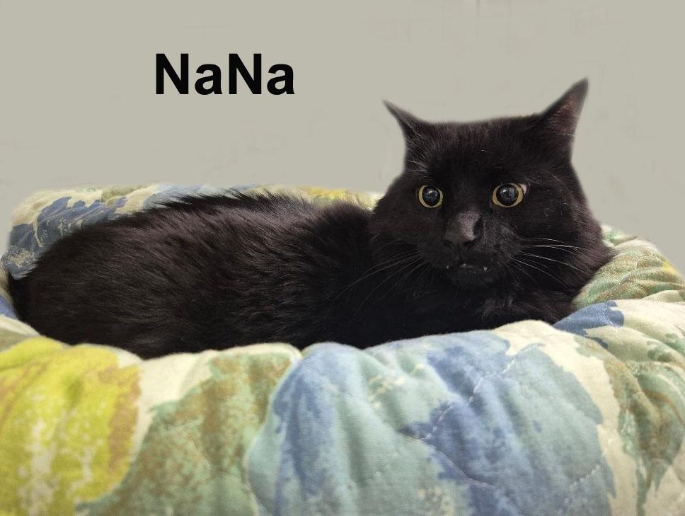 NaNa Desc.-Dowl. (pronounced Nah-Nah) (Maine Coon male), adopted, Adult Male Domestic Long Hair.