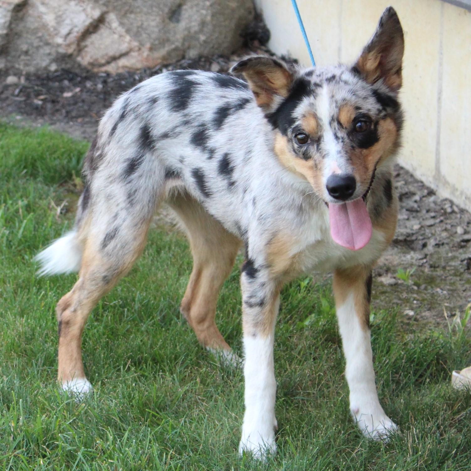Misty, an adopted mixed breed in Eaton, OH image 3/6