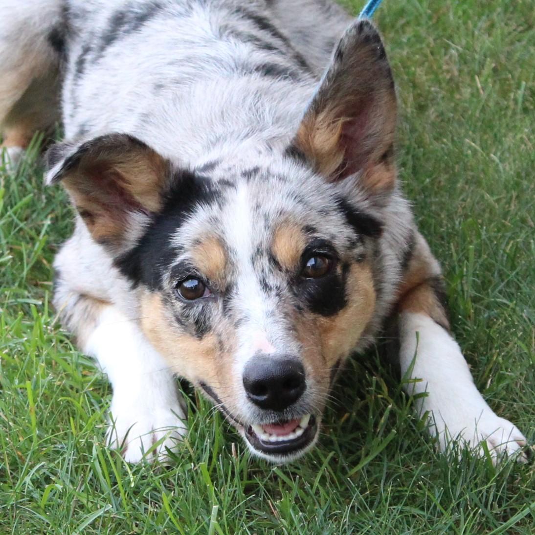 Misty, adopted, Adult Female Australian Shepherd.