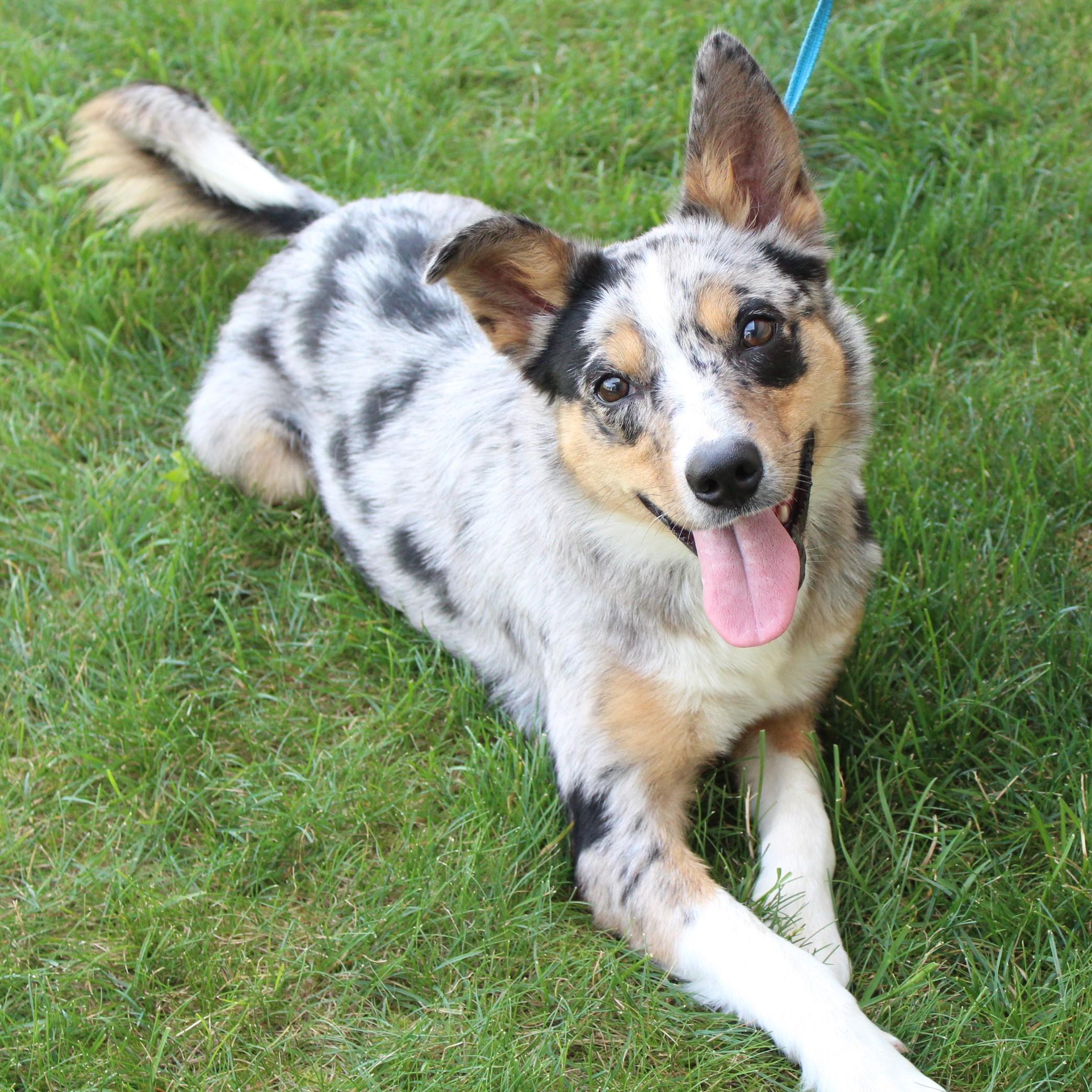 Misty, an adopted mixed breed in Eaton, OH image 2/6