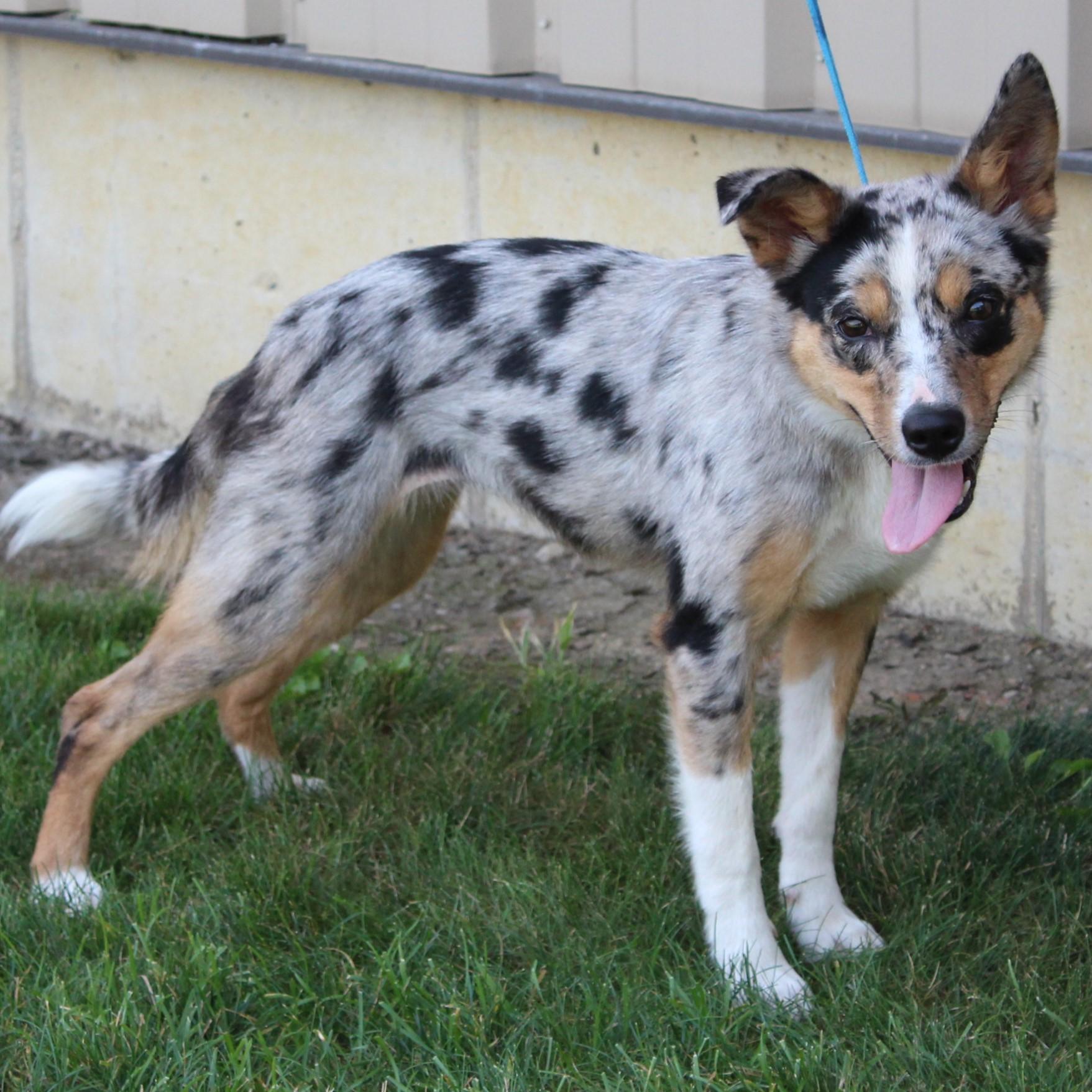 Misty, an adopted mixed breed in Eaton, OH image 5/6