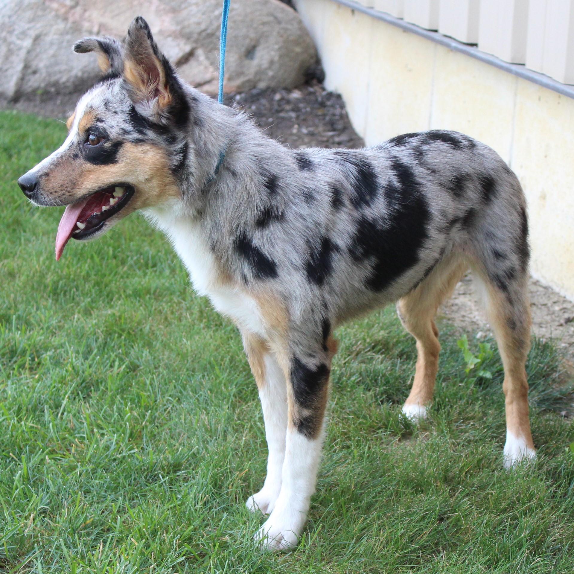 Misty, an adopted mixed breed in Eaton, OH image 4/6