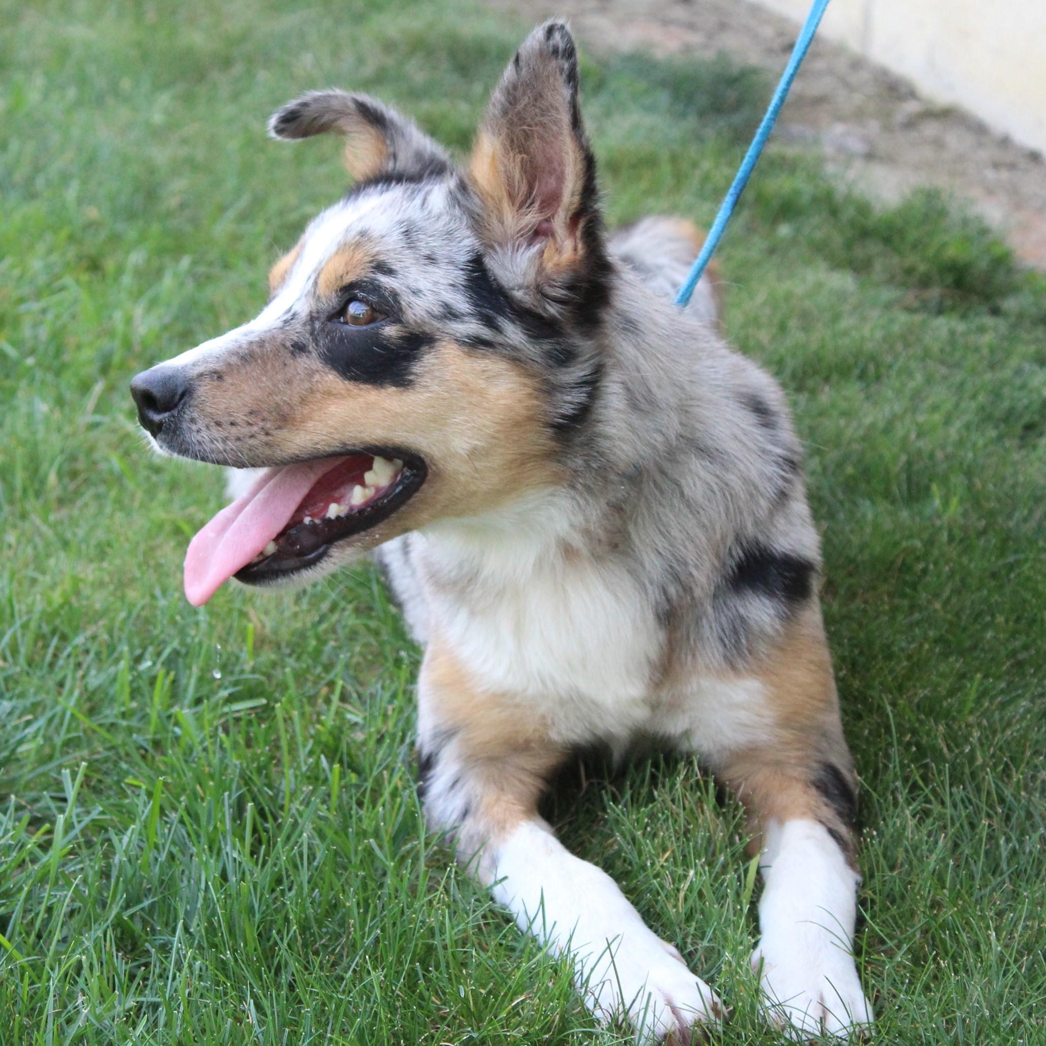 Misty, an adopted mixed breed in Eaton, OH image 6/6