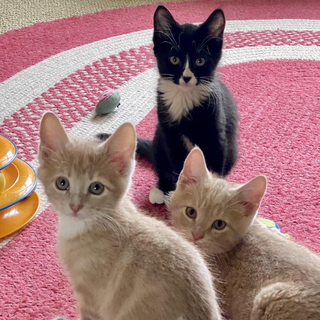 Enlarge Jones, a Adoptable Domestic Short Hair in Greensboro, GA image 2/4