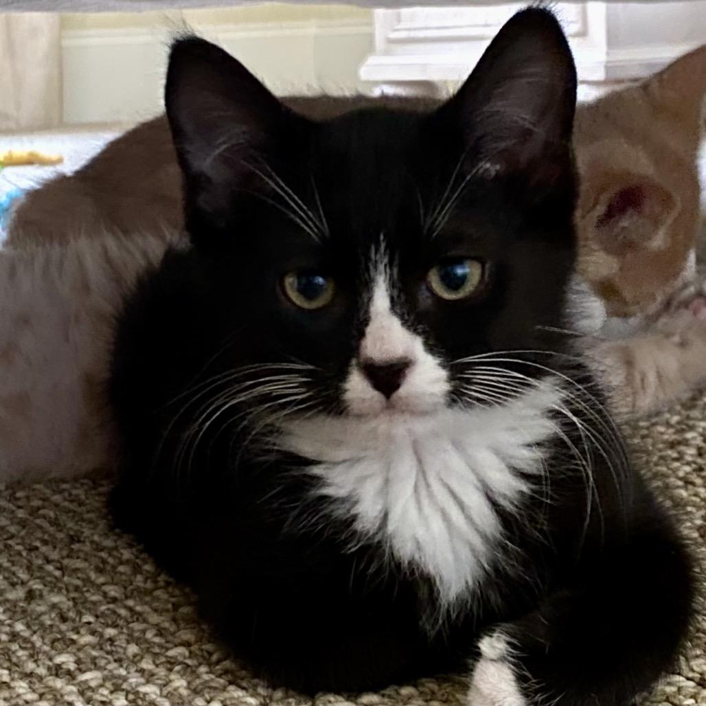 Enlarge Jones, a Adoptable Domestic Short Hair in Greensboro, GA image 3/4