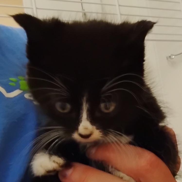 Enlarge Jones, a Adoptable Domestic Short Hair in Greensboro, GA image 4/4