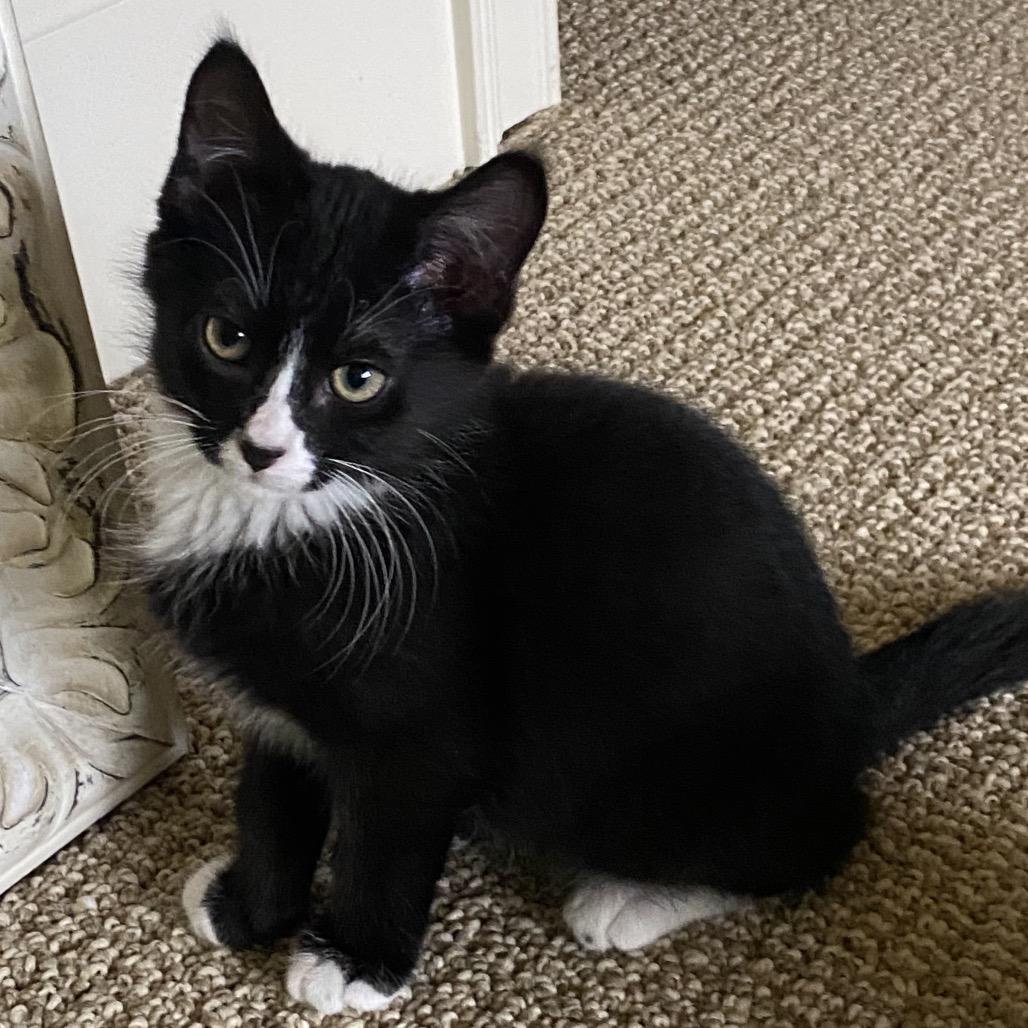 Enlarge Jones, a Adoptable Domestic Short Hair in Greensboro, GA image 1/4