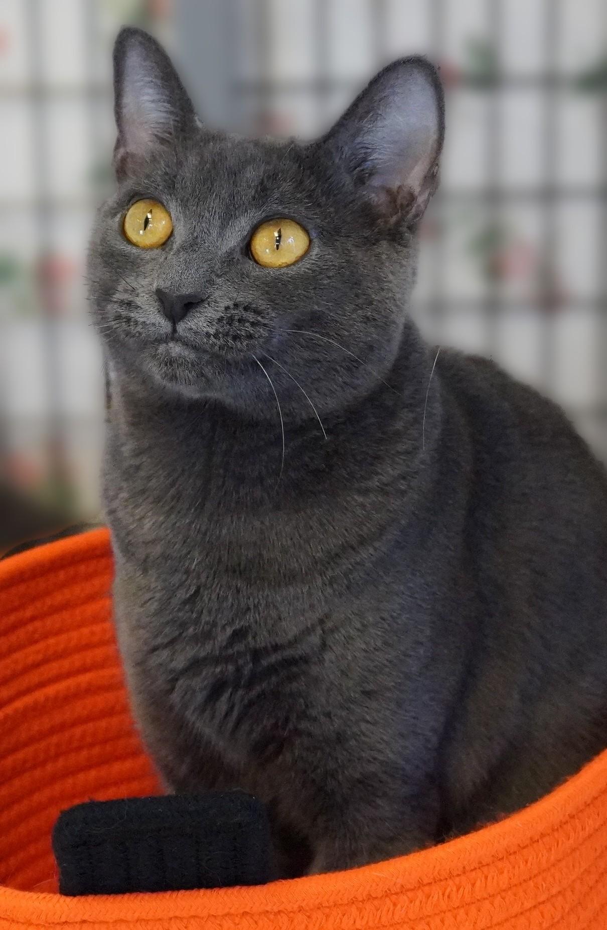 Enlarge Merida, a Adoptable Domestic Short Hair in Grants Pass, OR image 2/2