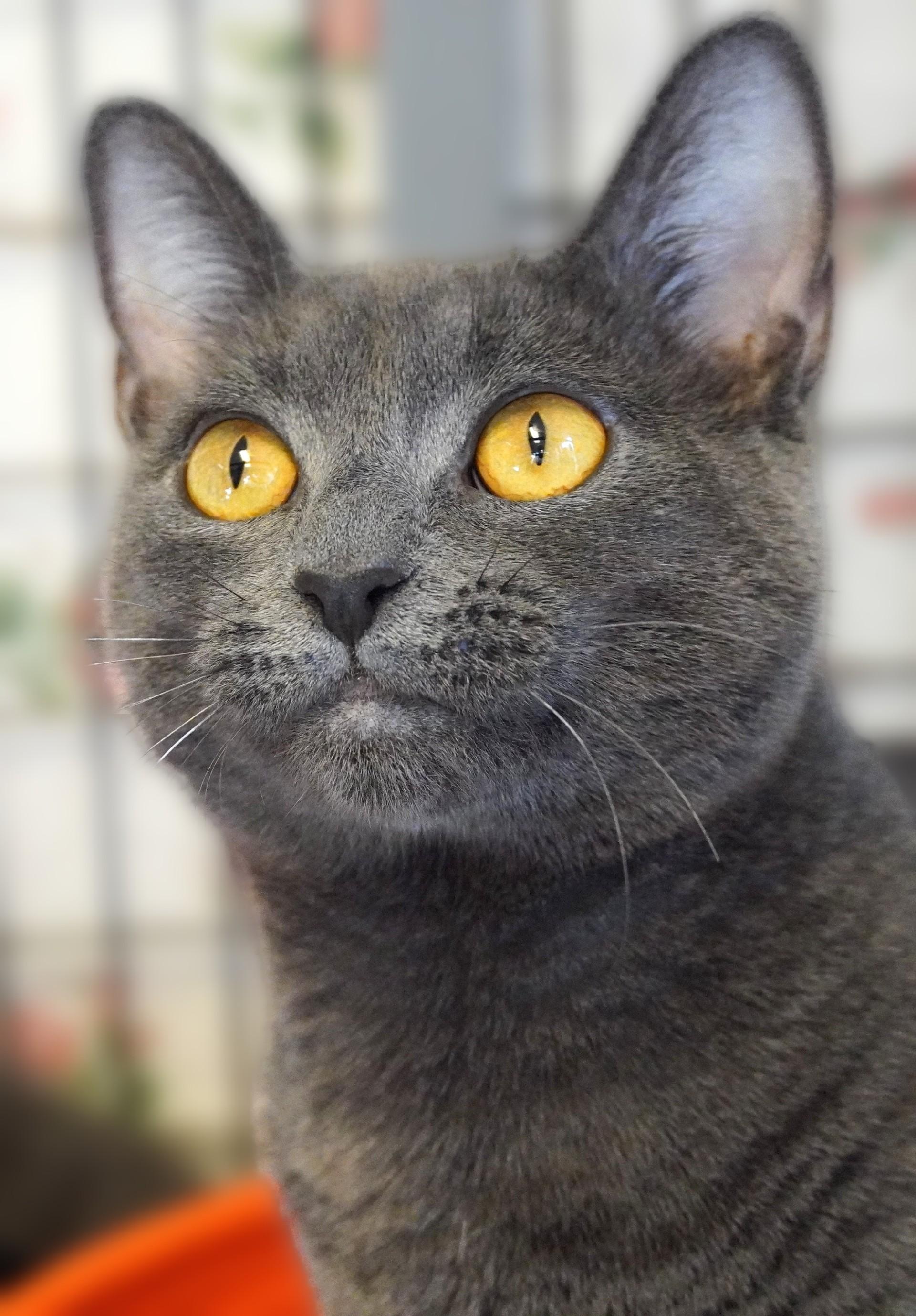 Enlarge Merida, a Adoptable Domestic Short Hair in Grants Pass, OR image 1/2
