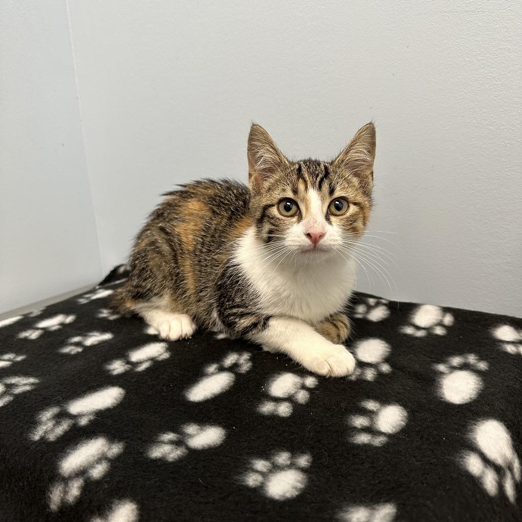 Boo, Adoptable, Kitten Female Domestic Short Hair.