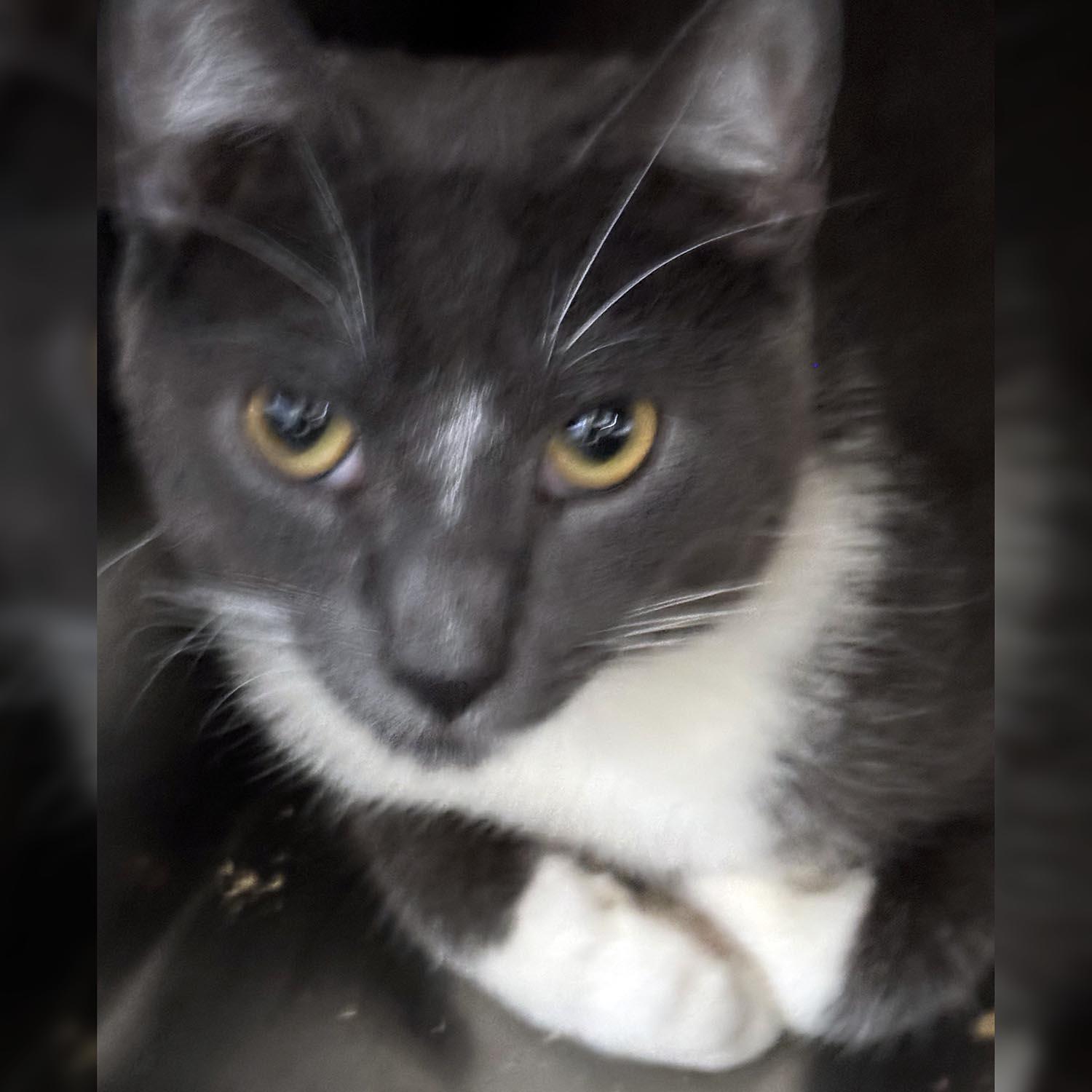 Gabriel