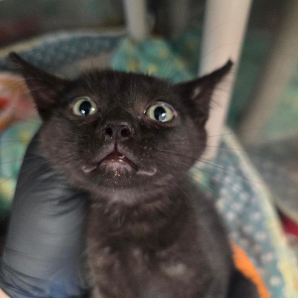 Enlarge Faith, a Adoptable Domestic Short Hair in Fort Bragg, CA image 1/1