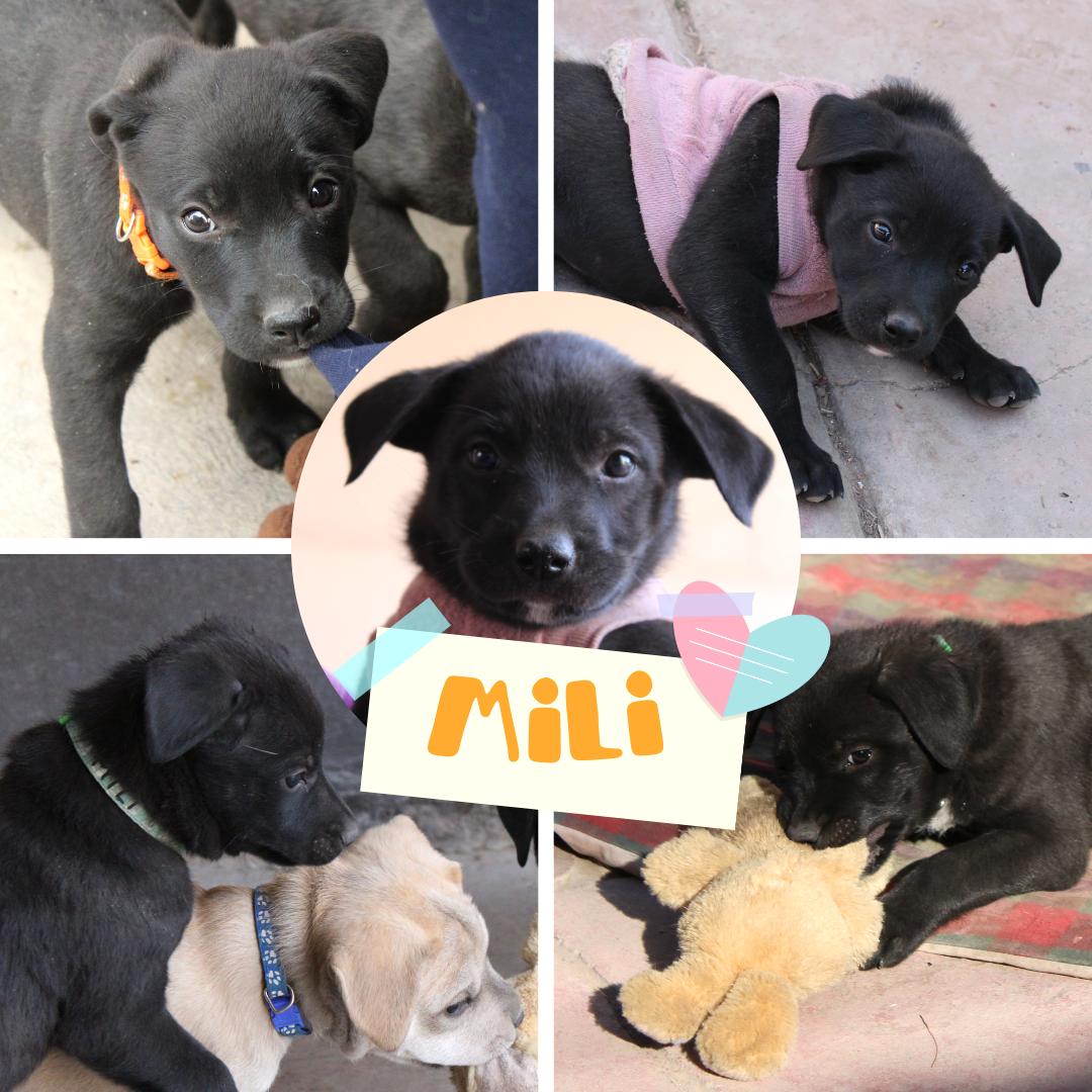 Mili (5), an adoptable Terrier, Labrador Retriever in Mexicali, BCN, 21280 | Photo Image 1