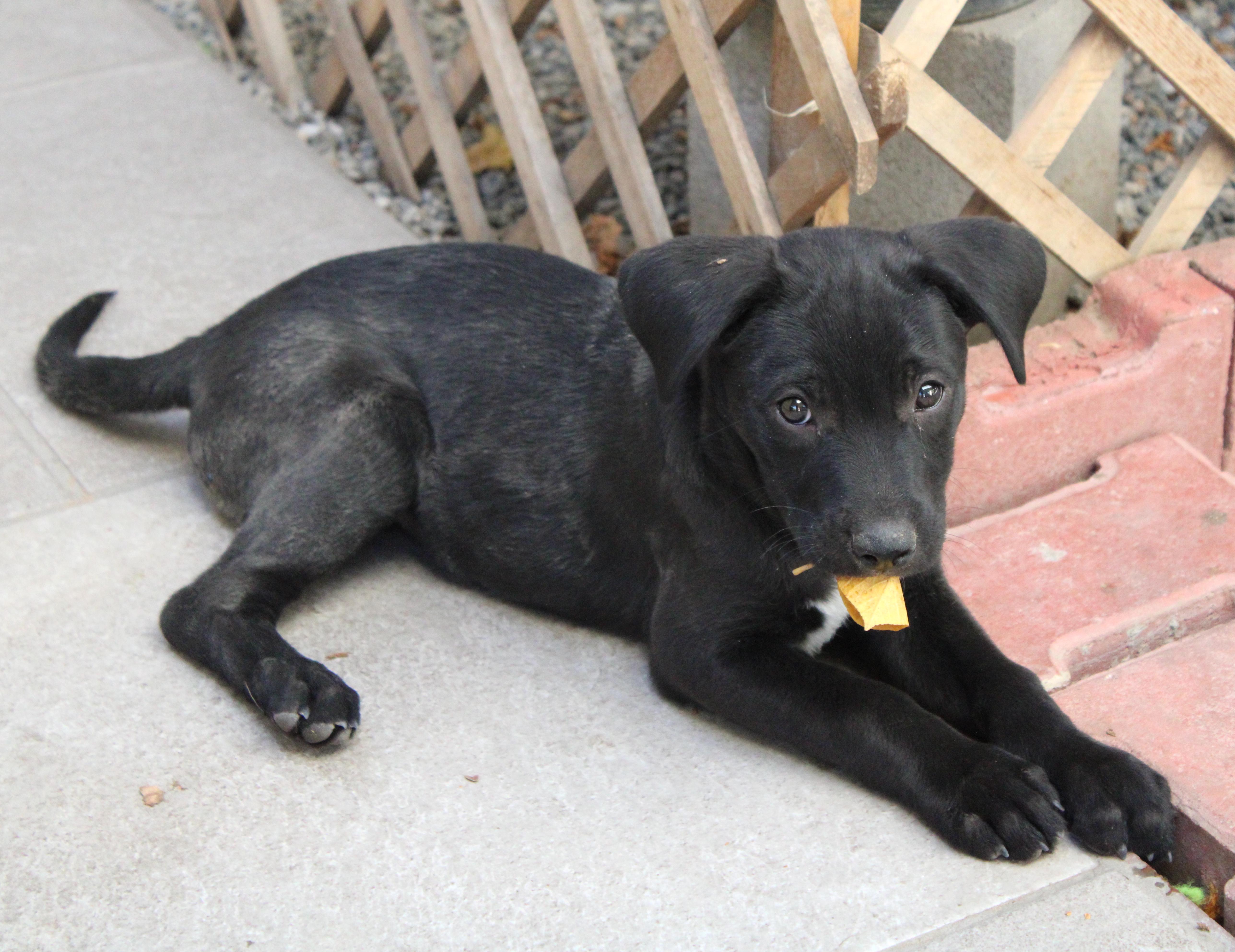 Mili (5), an adoptable Terrier, Labrador Retriever in Mexicali, BCN, 21280 | Photo Image 5