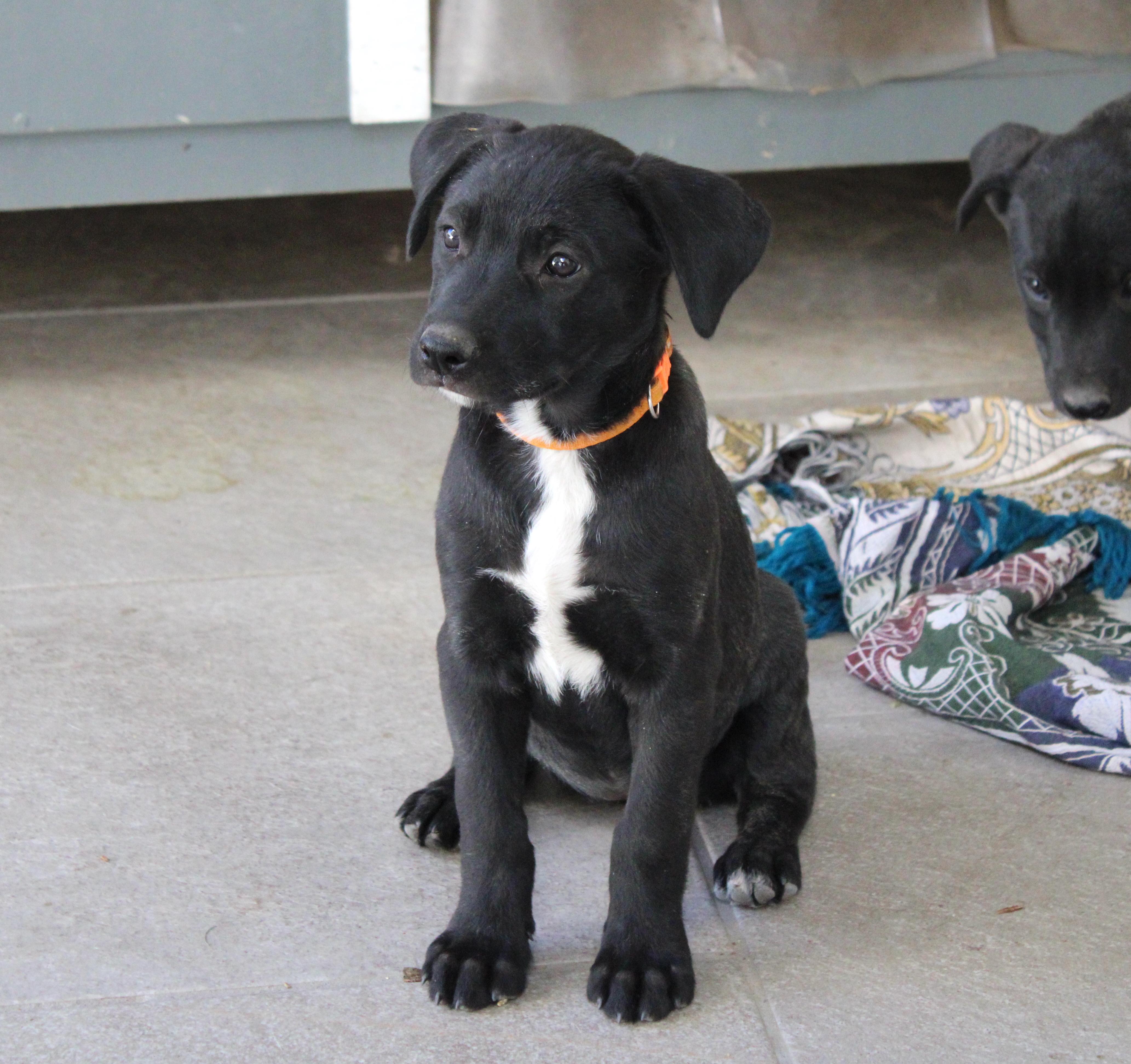 Mili (5), an adoptable Terrier, Labrador Retriever in Mexicali, BCN, 21280 | Photo Image 3