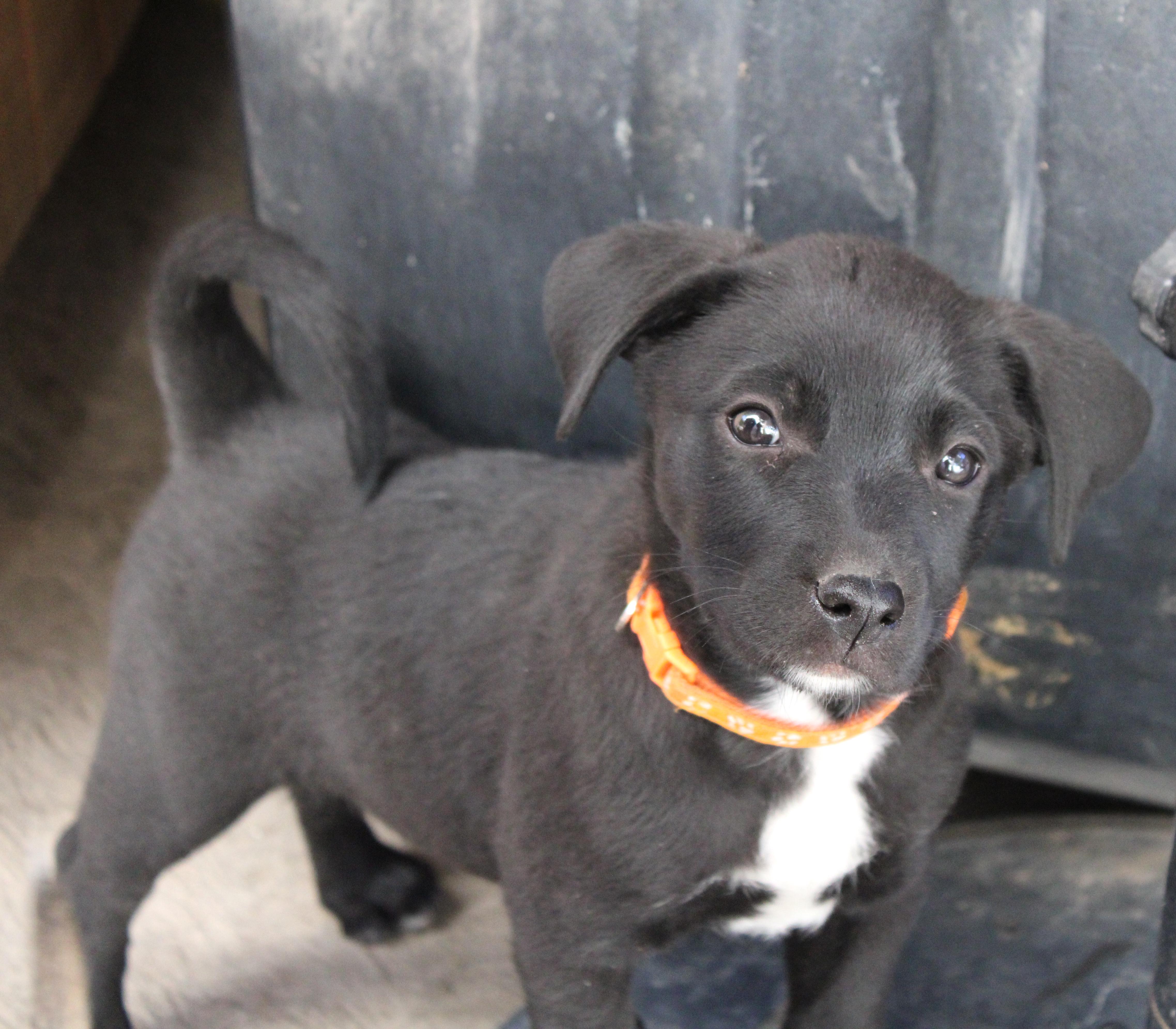 Mili (5), an adoptable Terrier, Labrador Retriever in Mexicali, BCN, 21280 | Photo Image 2